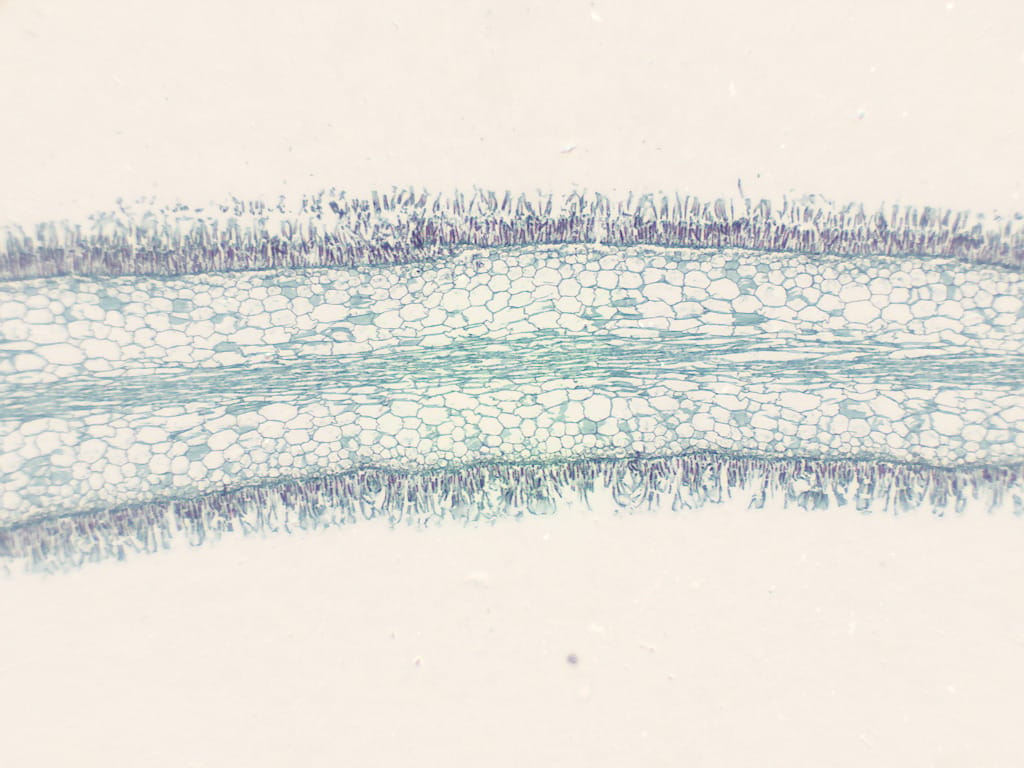 Laminaria Slide