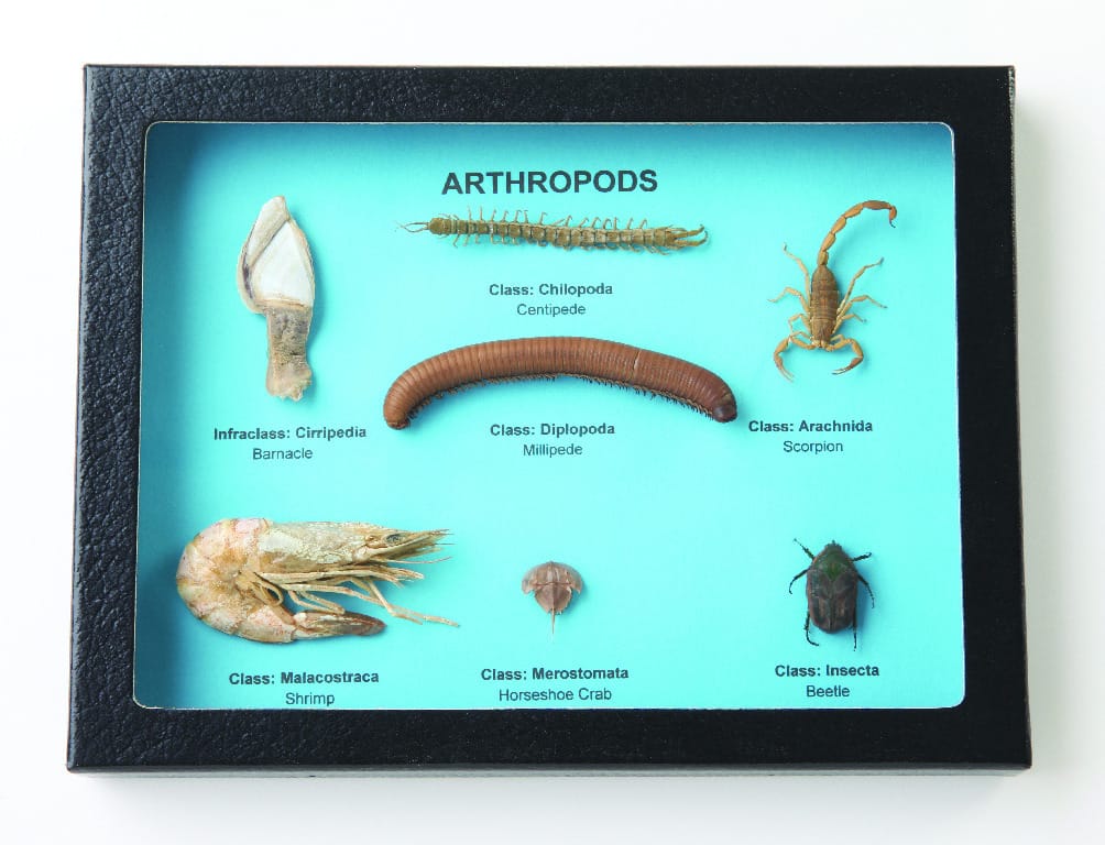 Arthropod Comparison Riker Mount