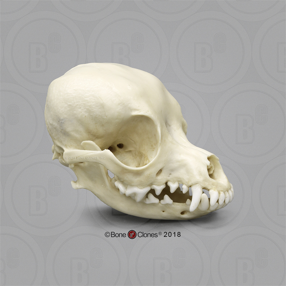 Bone Clones® Deer Head Chihuahua Skull
