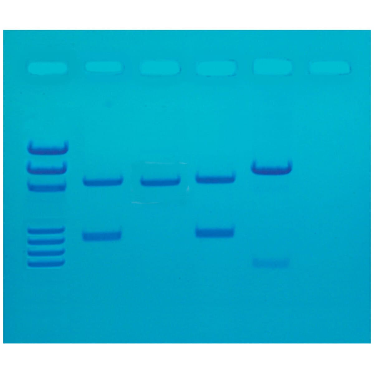 DNA Fingerprinting After PCR Amplification