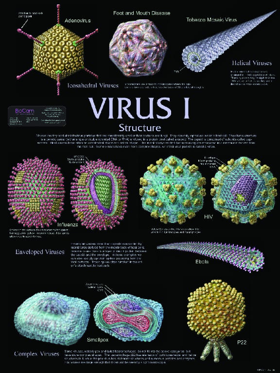 Biocam Virus Chart Set