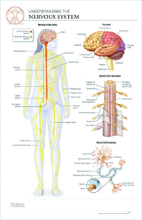 Post-It® Anatomical Charts
