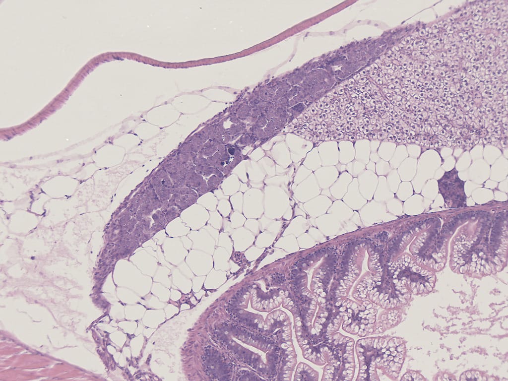 Zebrafish Slides (Danio rerio)