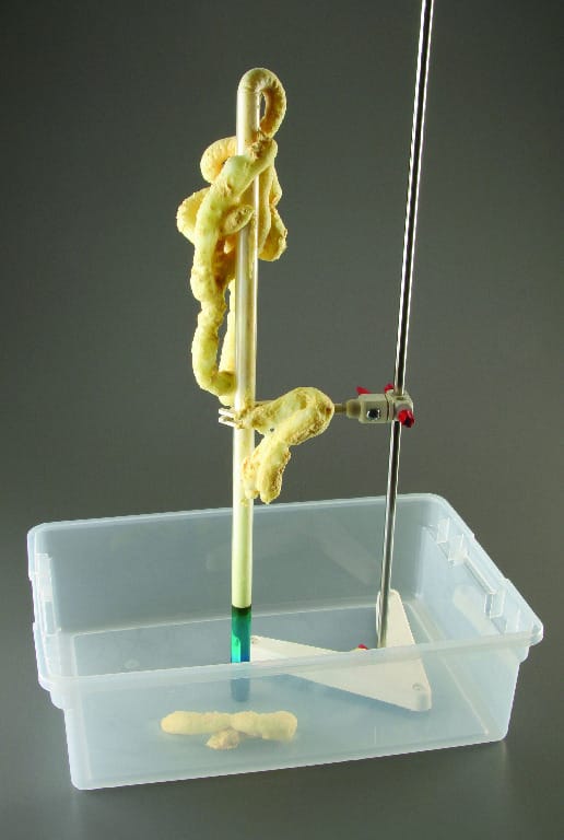 Ward's® Chemistry Elephants Toothpaste Demonstration