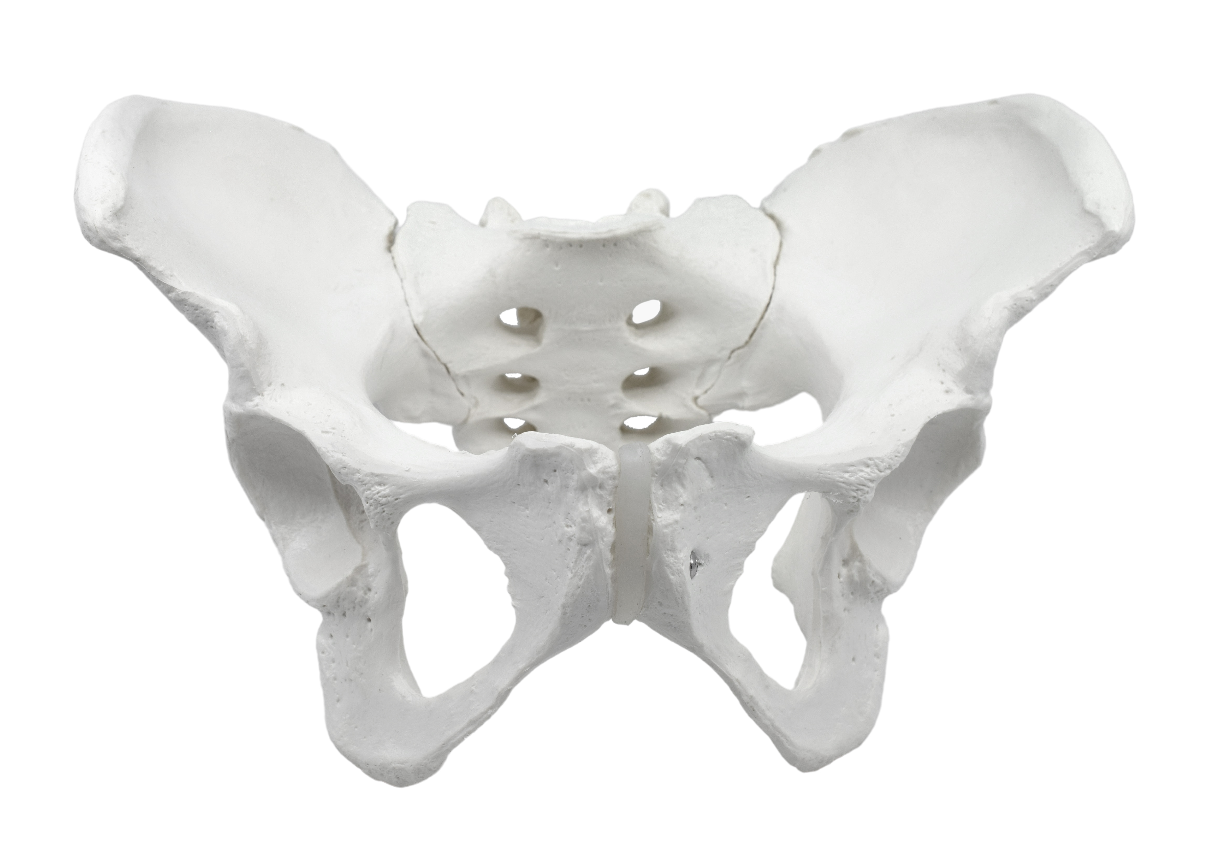 Eisco® Life Size Female Pelvis