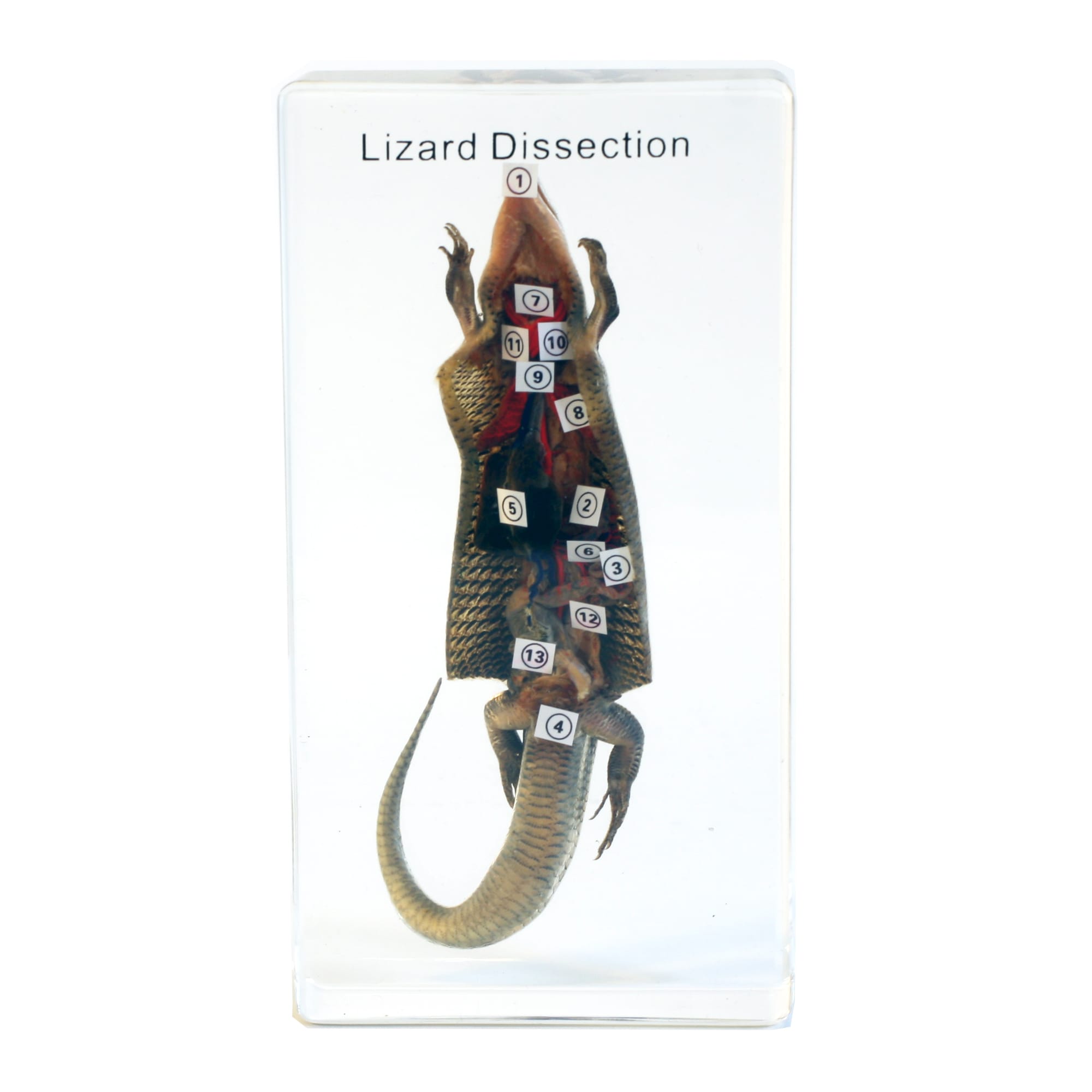 Lizard Dissection Plastomount