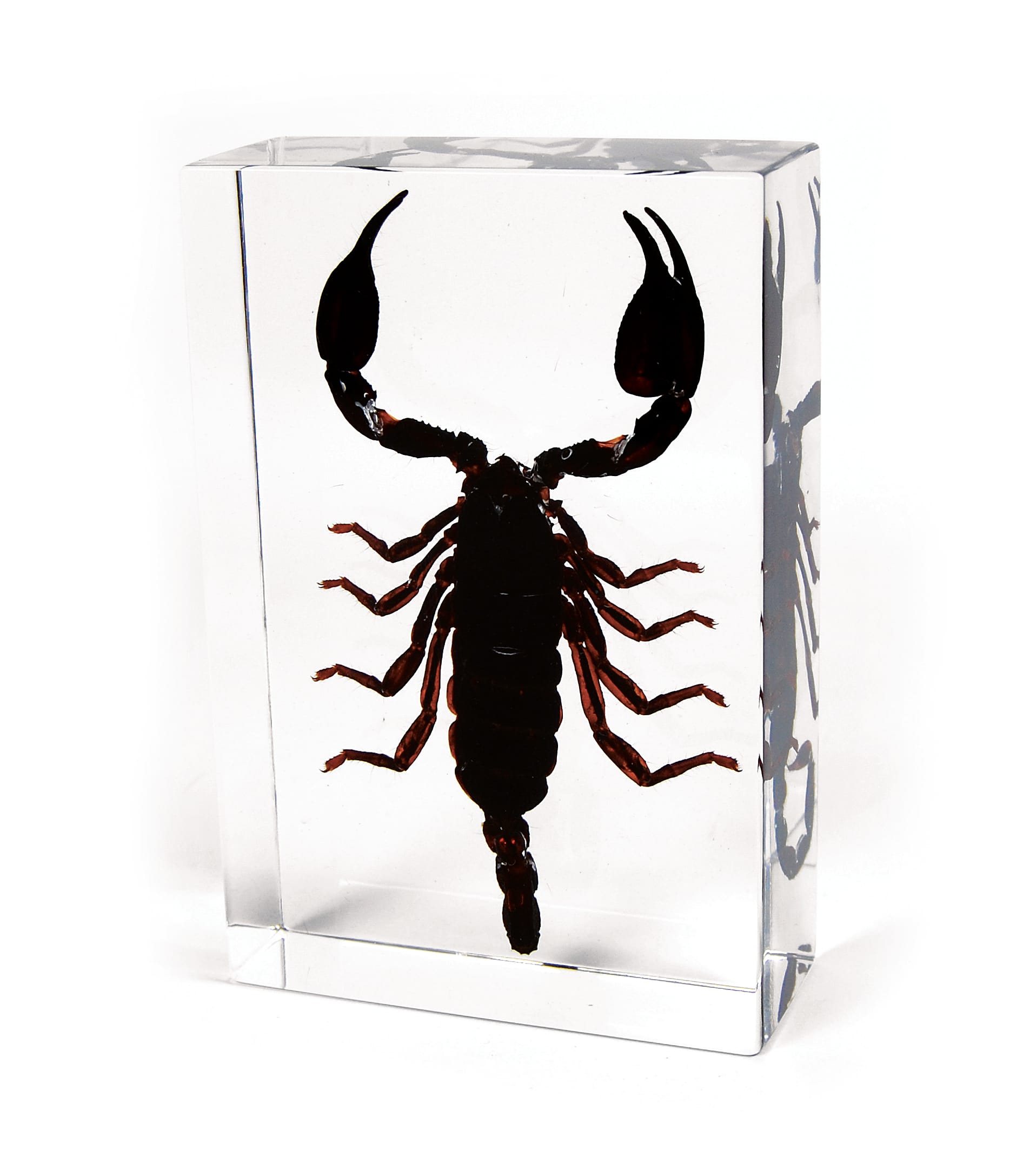 Black Scorpion Plastomount