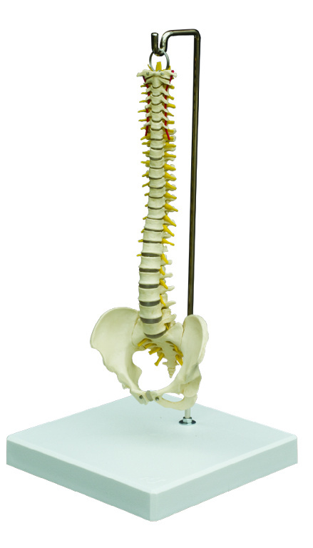 Rudiger® Mini Spine
