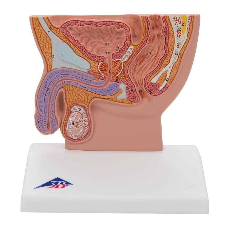 3B Scientific® Male Pelvis Section