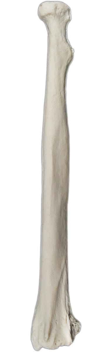 Eisco® Individual Bones