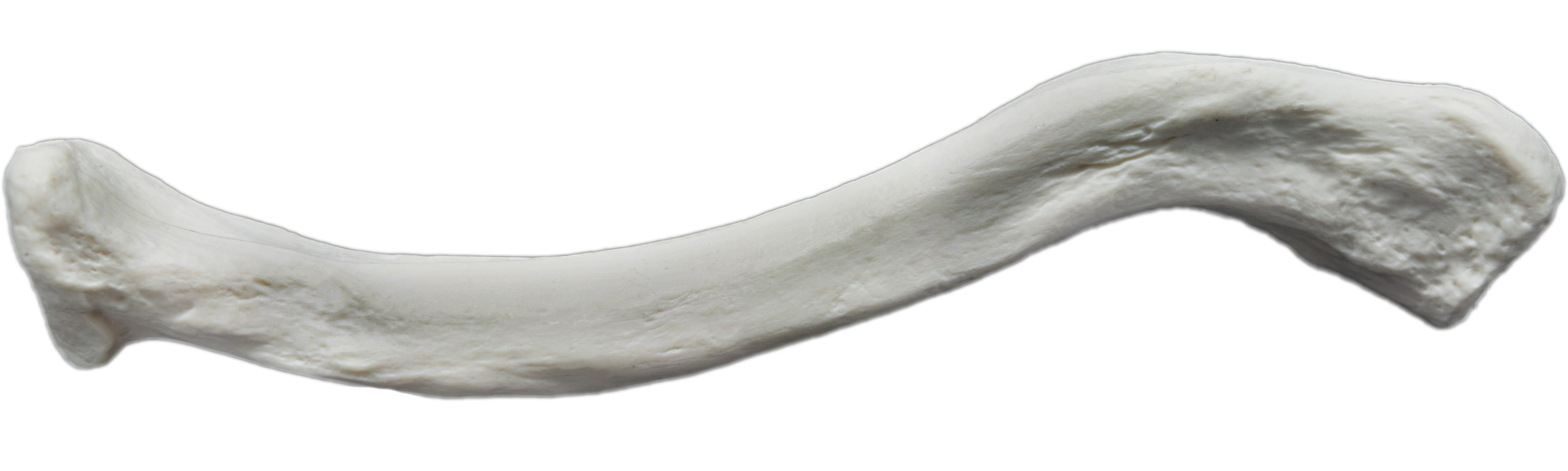Eisco® Individual Bones