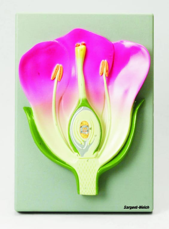 Eisco® Typical Flower