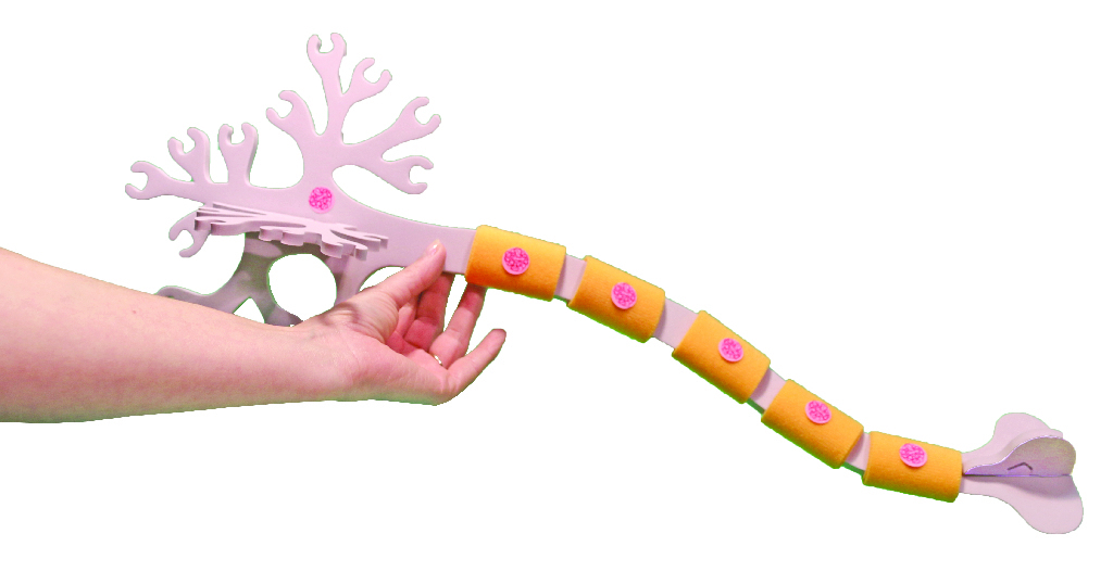 Neuron Modeling