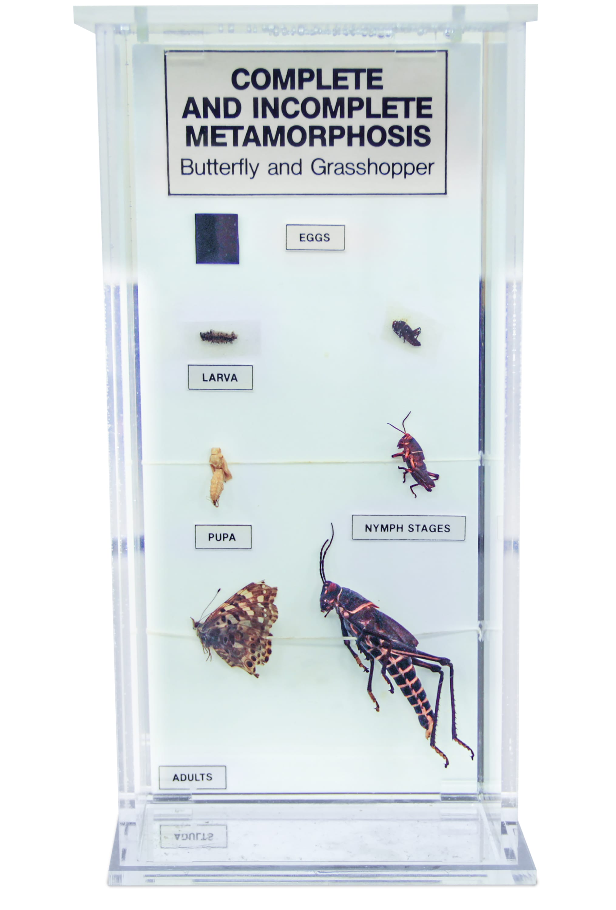 Ward's® Metamorphosis Museum Mount