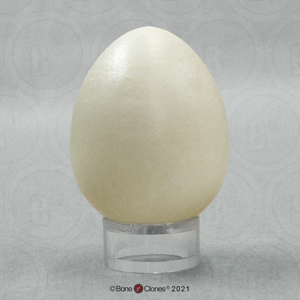 Bone Clones® North American Bird Eggs