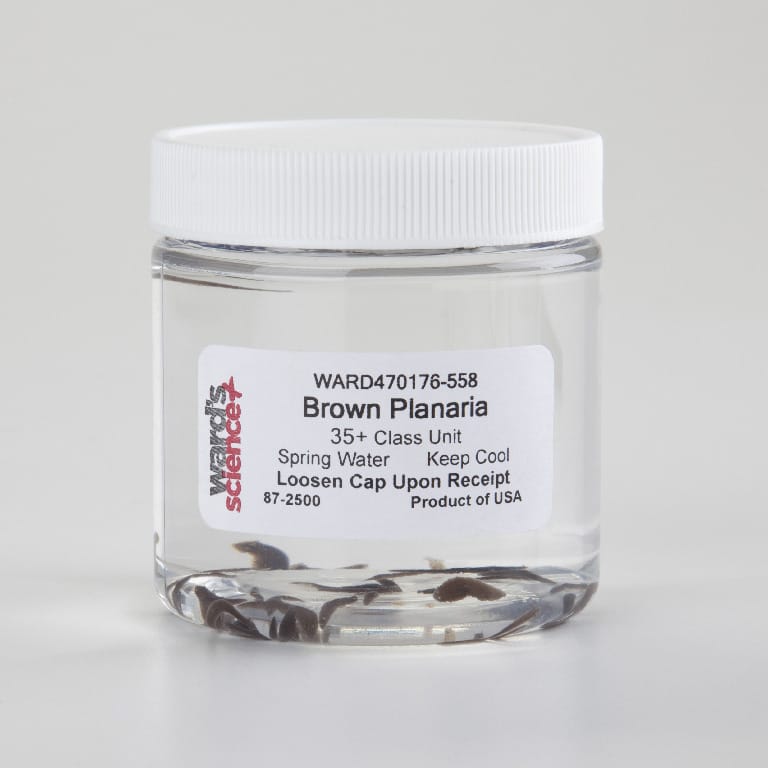 Ward's® Live Brown Planaria (Dugesia dorotocephala)