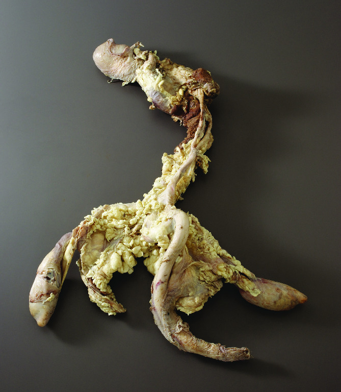 Bull Reproductive Organs