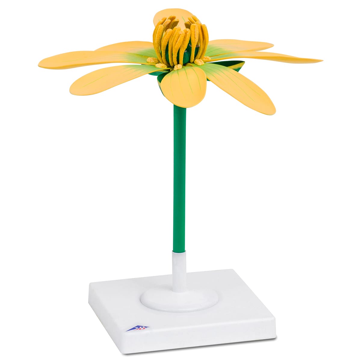 3B Scientific® Floral Models