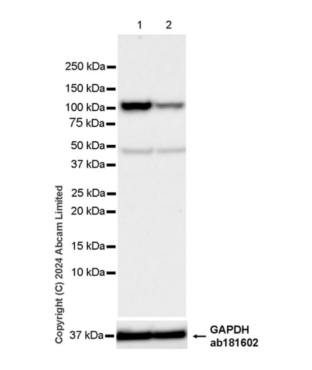 Anti-SND1 Rabbit Monoclonal Antibody [clone: EPR28903-23] | VWR, part ...