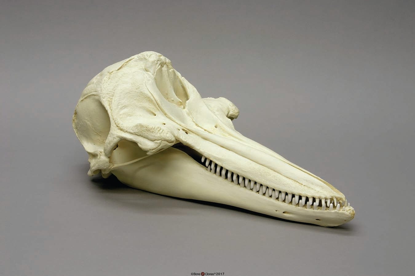 BoneClones® Animal Skulls, Mammals