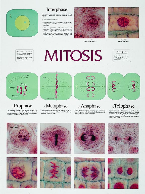 BioCam Cell Structure And Function Charts