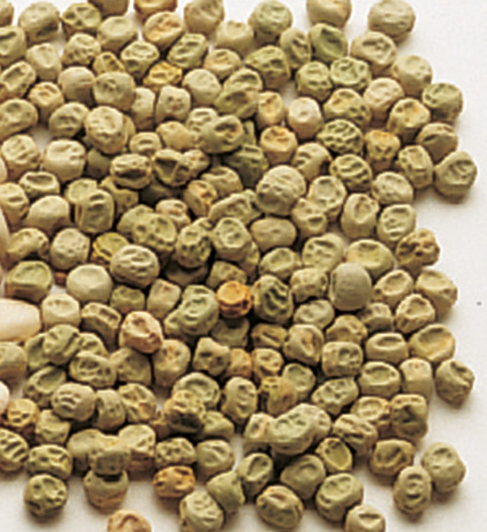 Viable Pea Seeds