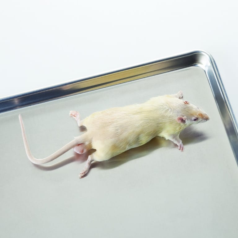 Ward's® Preserved Rats