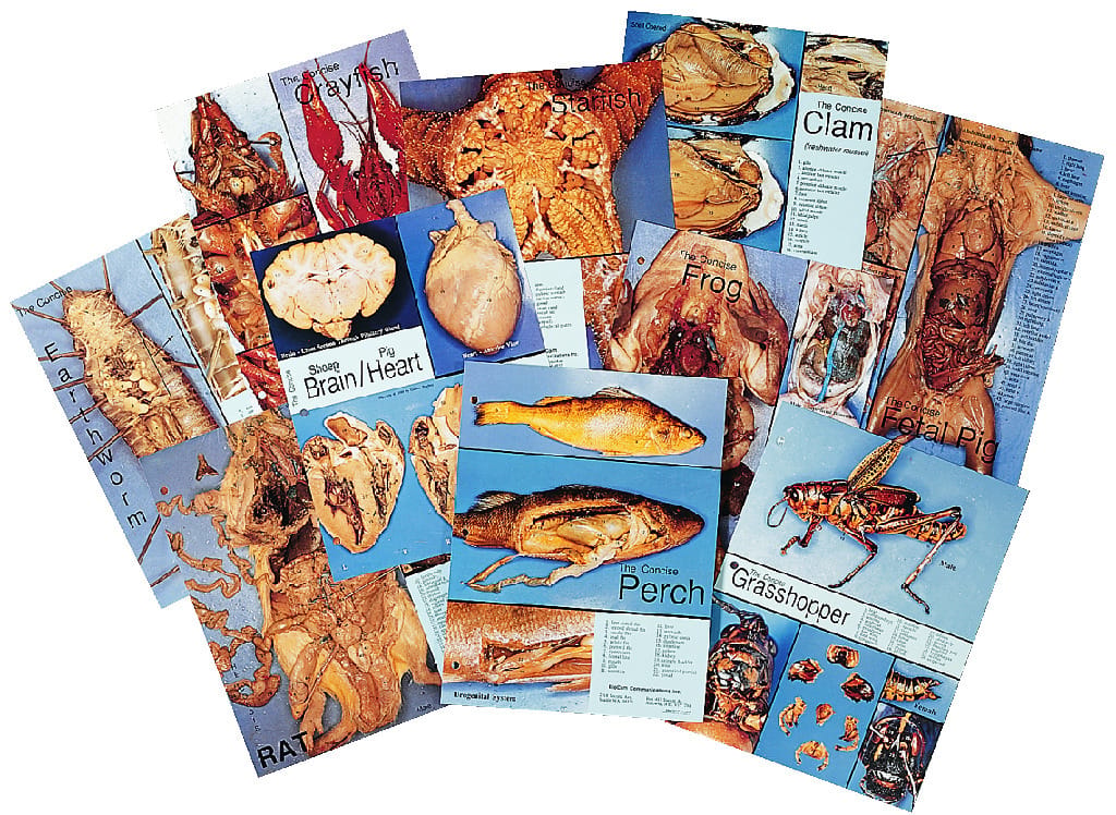 Biocam Concise Photographic Dissection Guides