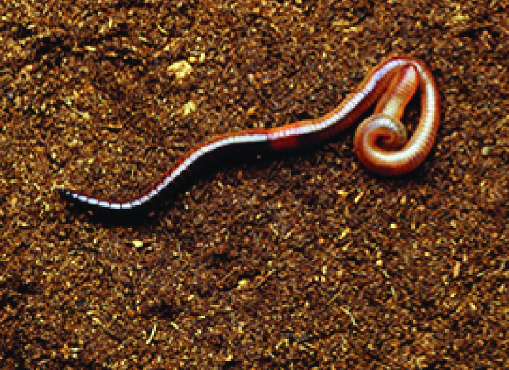 Ward's® Live Earthworms (Lumbriculus terrestris)