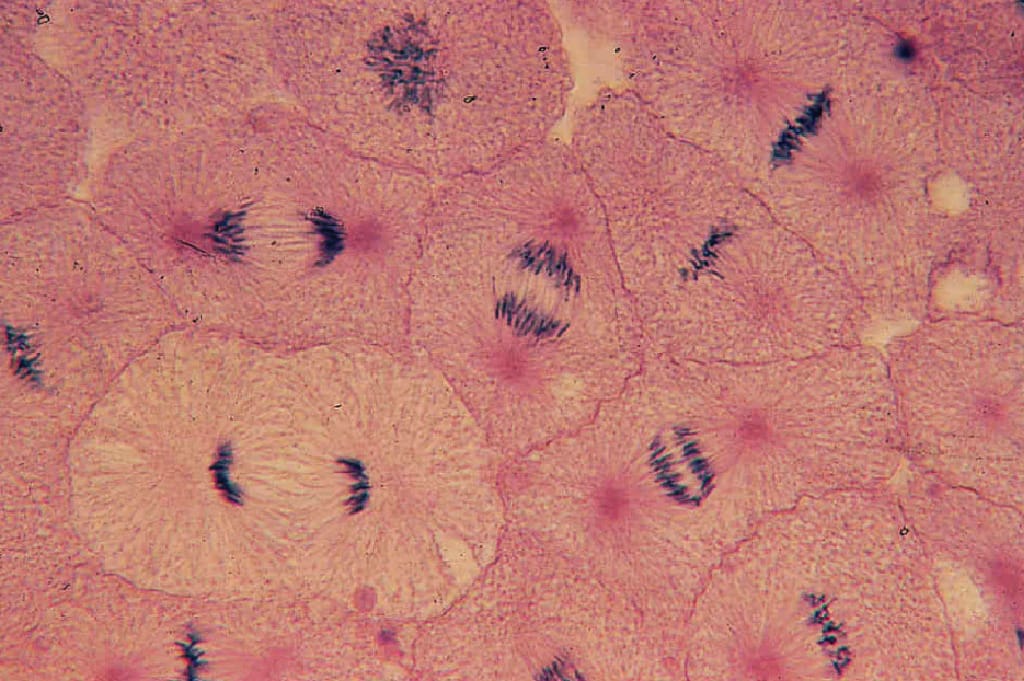 Plant and Animal Mitosis Lab Activity