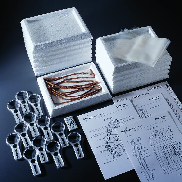 Ward's® Earthworm Dissection Lab