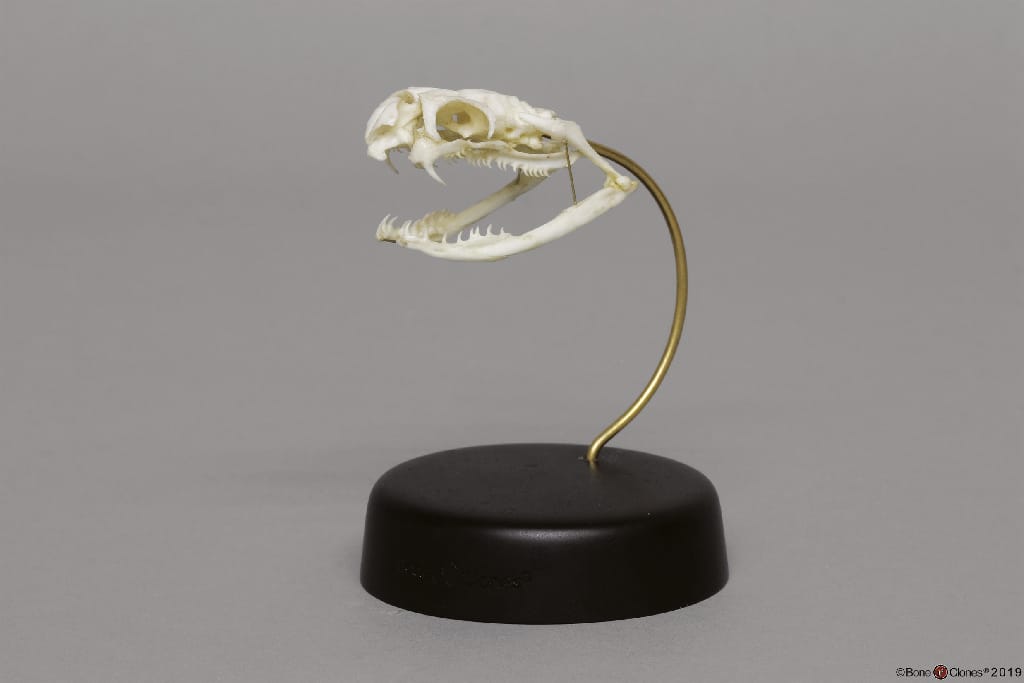 BoneClones® Animal Skulls, Reptilian