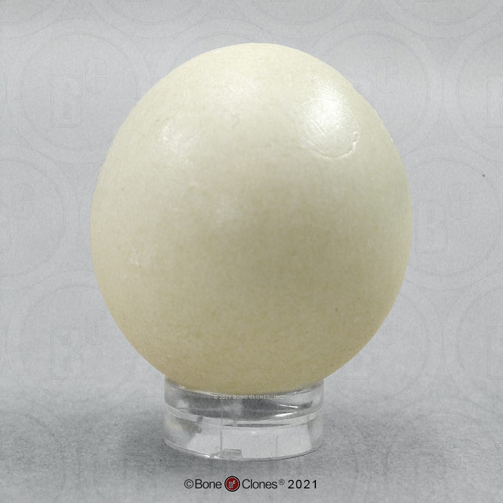 Bone Clones® North American Bird Eggs