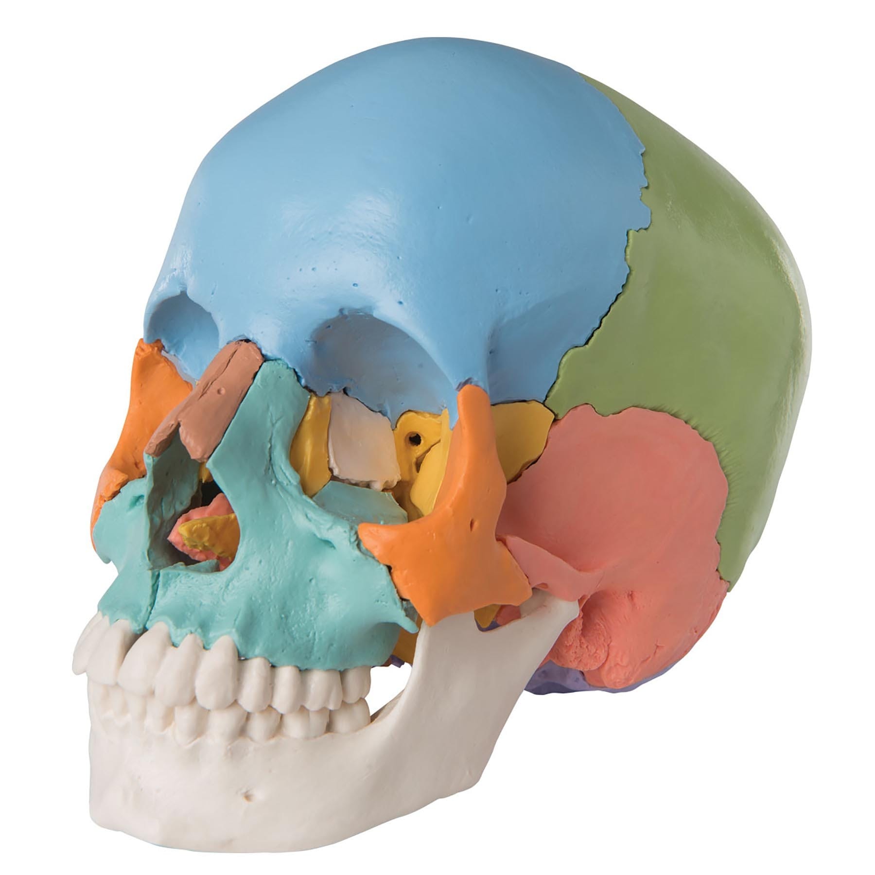 3B Scientific® Beauchene Skulls
