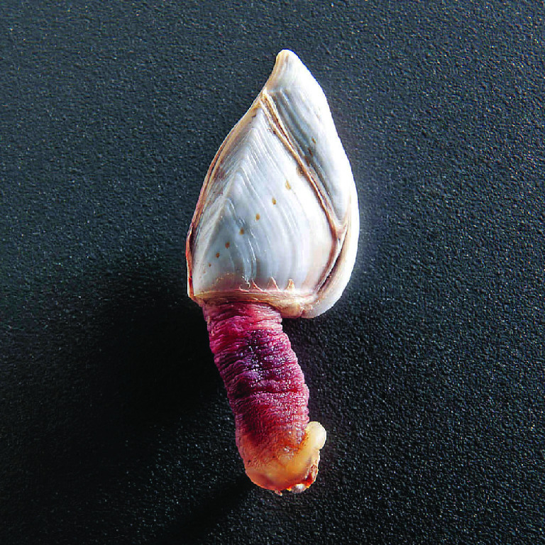 Goose Barnacle