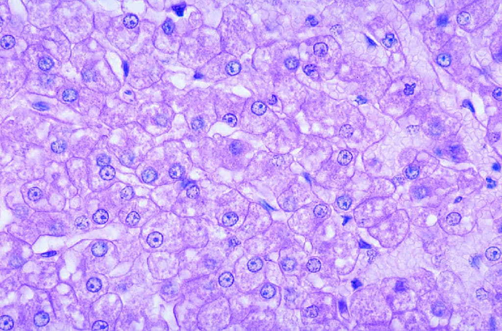 Generalized Animal Cell Slide