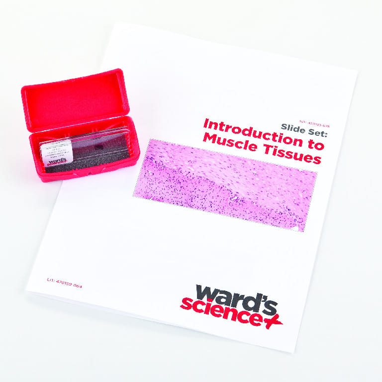 Introductory Muscle Tissues Slide Set