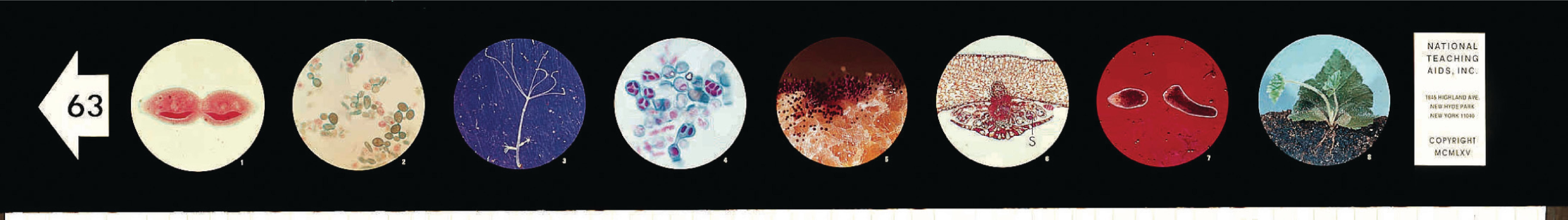 Asexual Reproduction Microslides