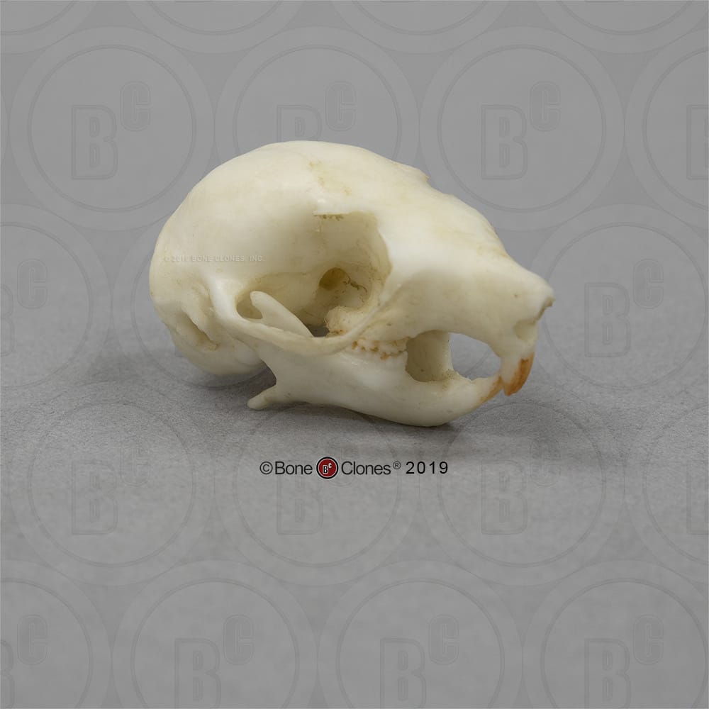 BoneClones® Animal Skulls, Mammals