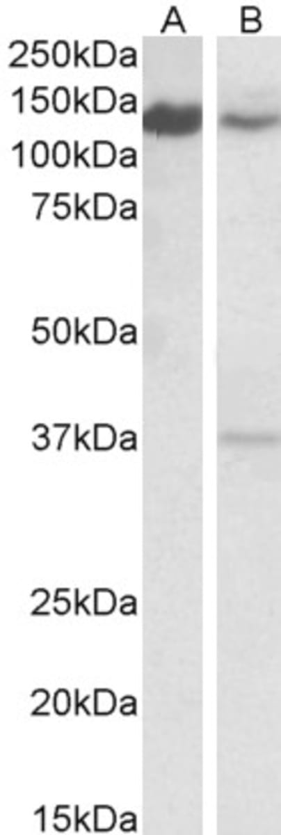 Anti-ARS2 Goat Polyclonal Antibody | VWR, part of Avantor