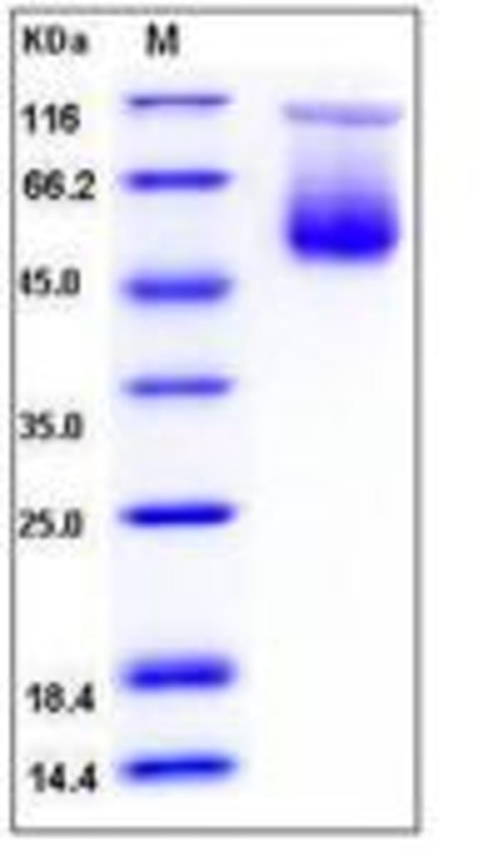 Mouse Recombinant SPA3C (from HEK293 cells) | VWR, part of Avantor