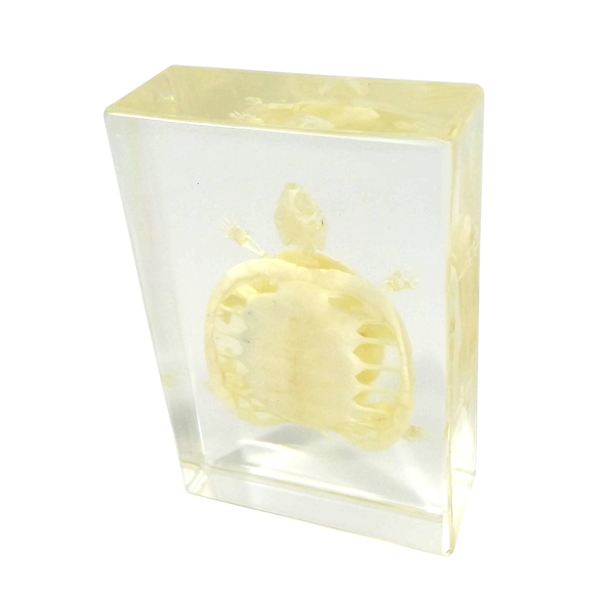 Turtle Skeleton Plastomount