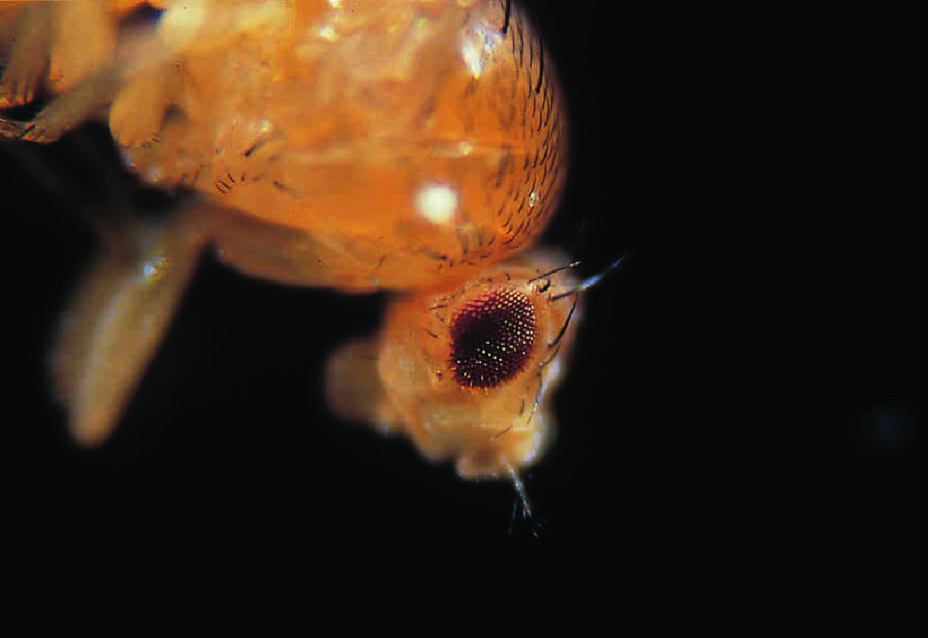 Ward's® Live <i>Drosophila melanogaster</i> - Chromosome II Mutants