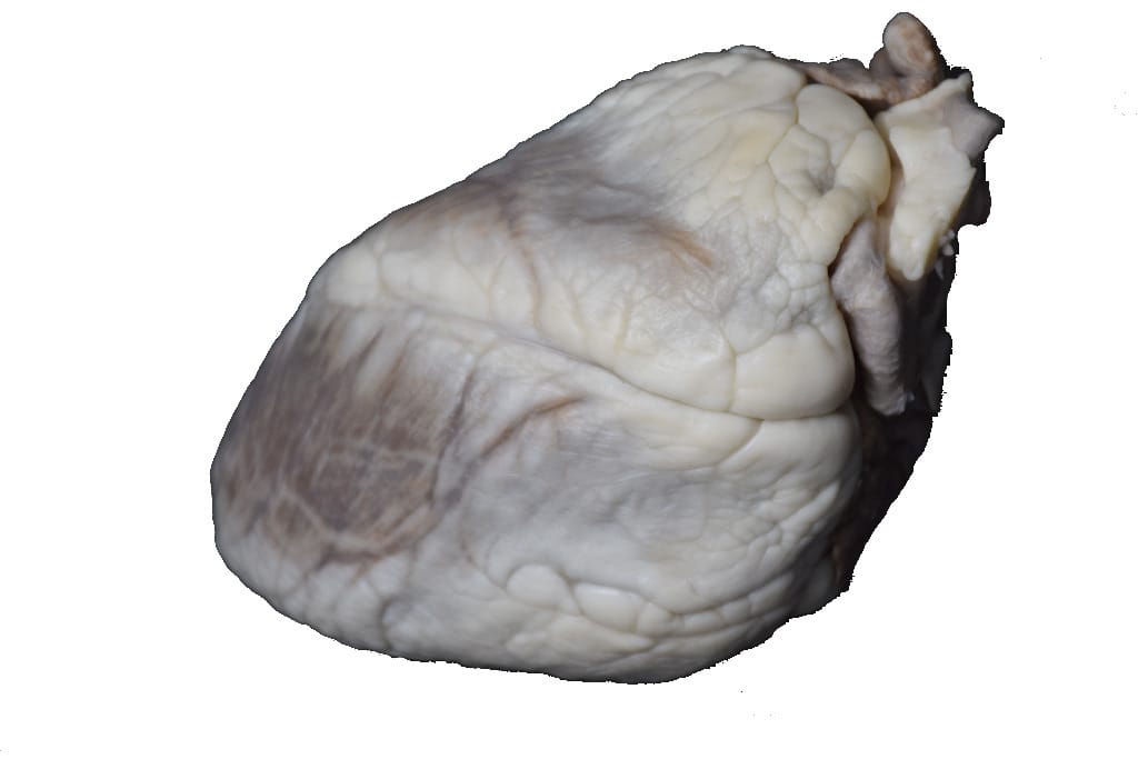 VWR® Formaldehyde-Free Sheep Hearts