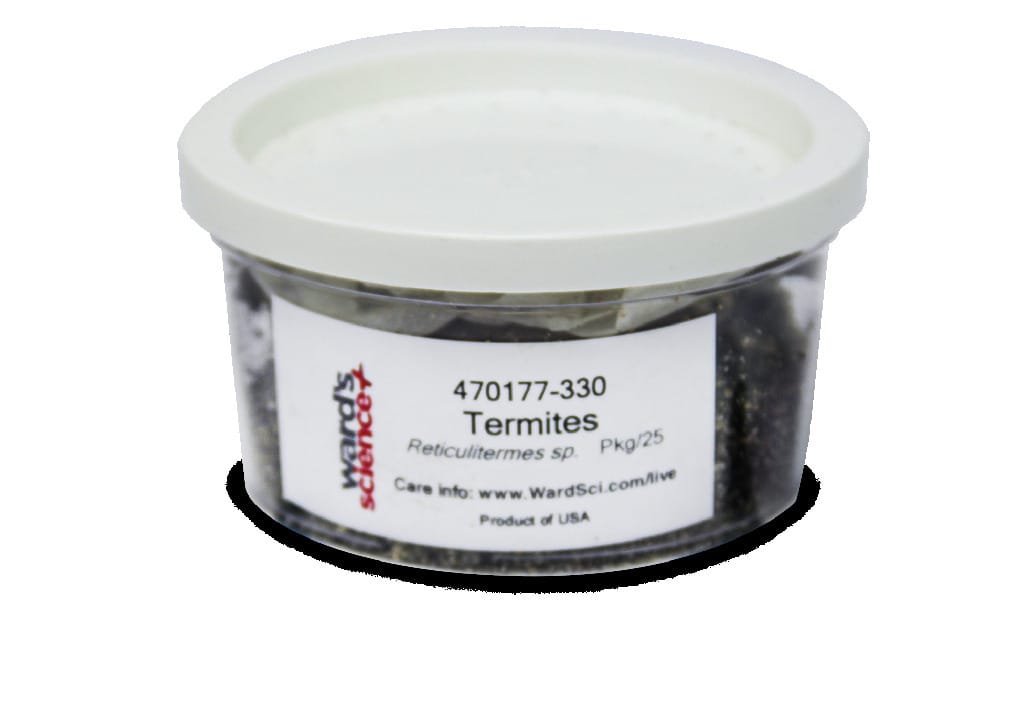 Ward's® Live Termite (Reticulitermes sp.)