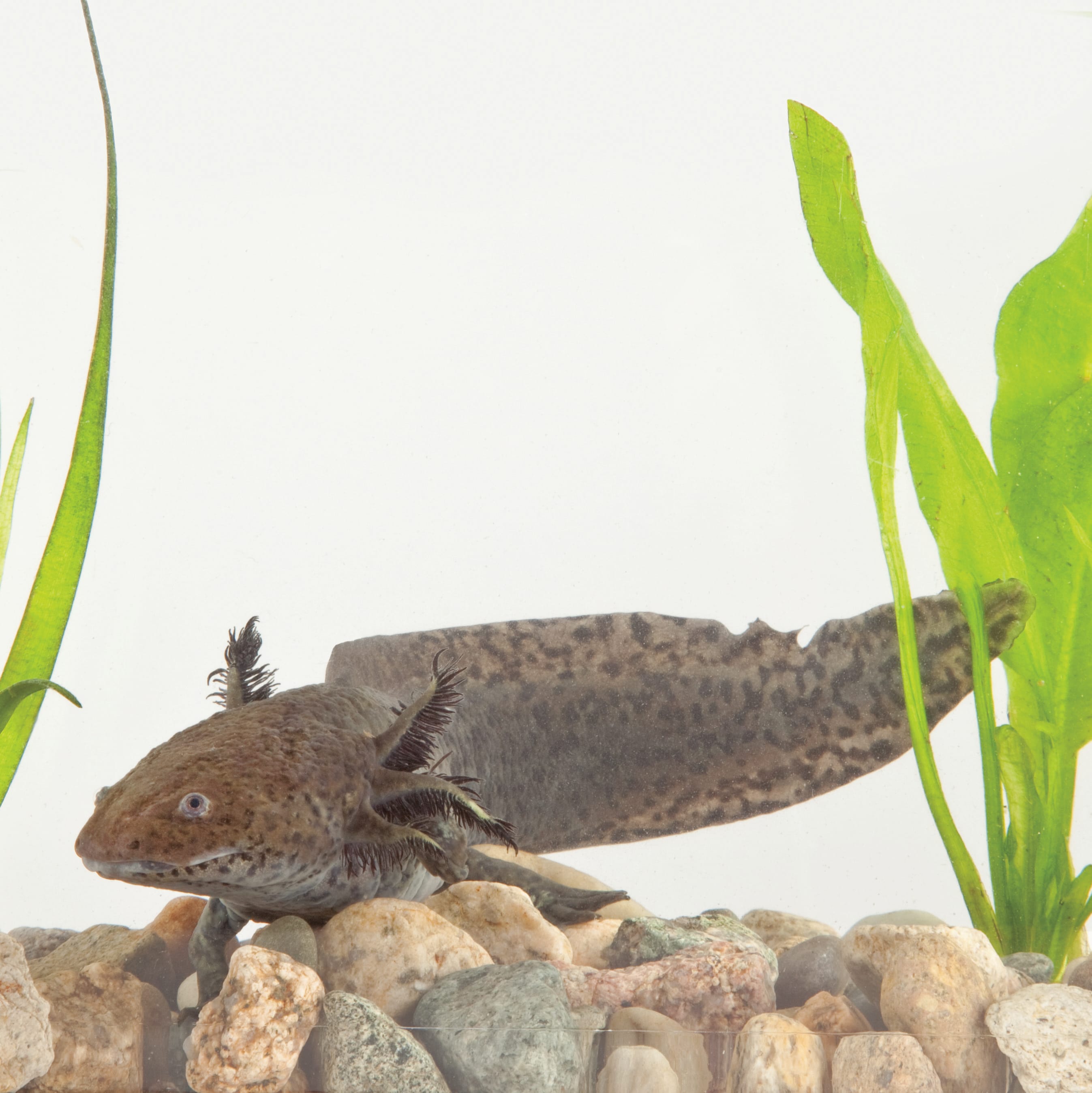 Ward's® Wild Axolotl Habitat Sets