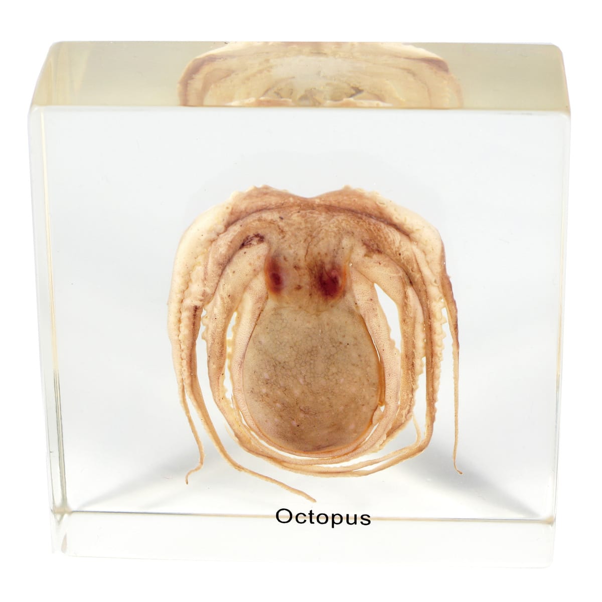 Octopus Plastomount