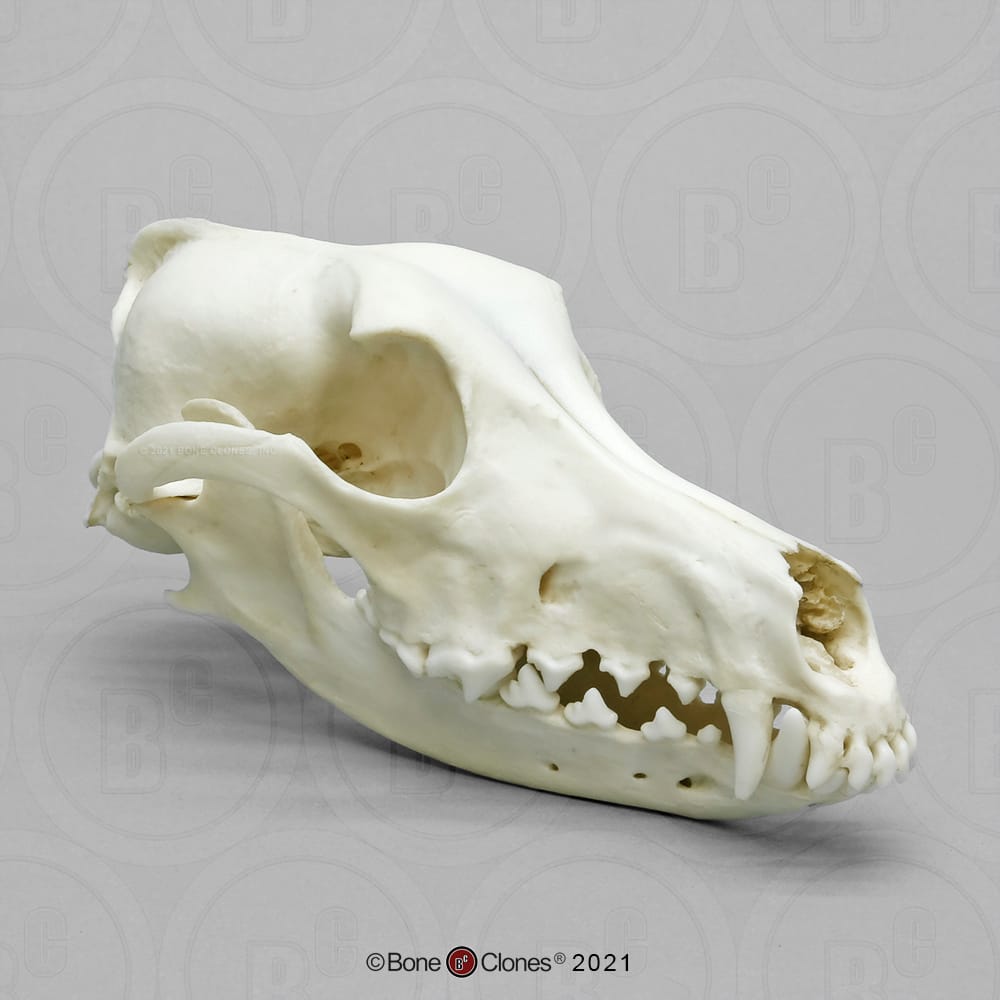 Bone Clones® Saluki Skull
