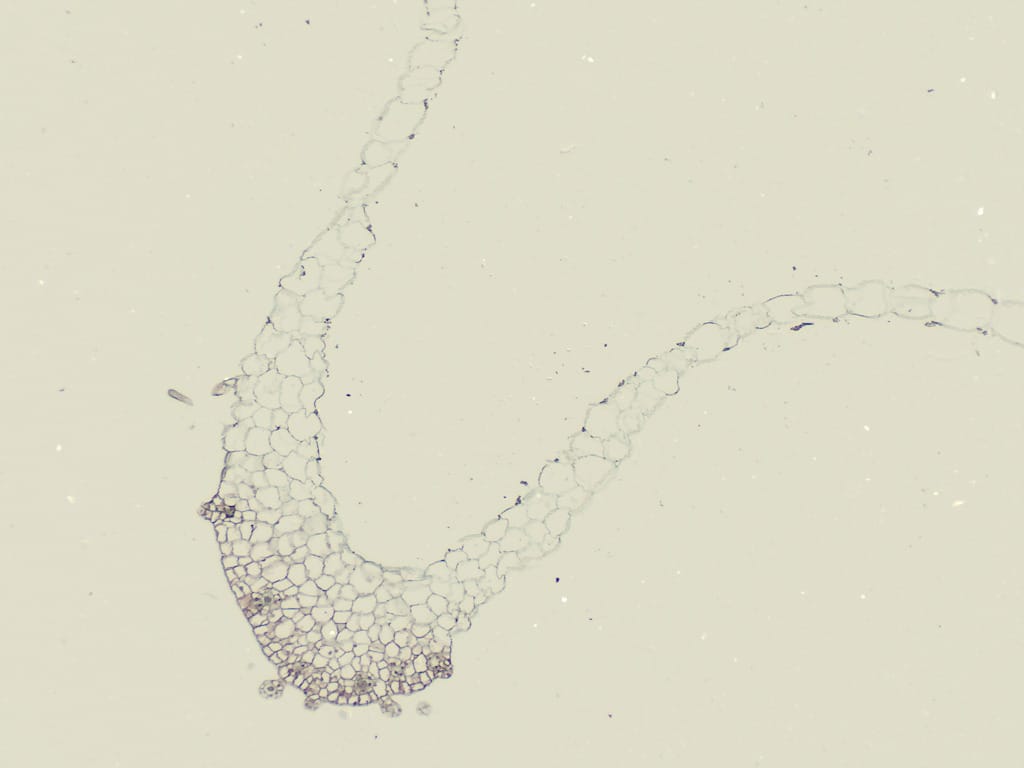 Ward's® Fern Life Cycle Slides