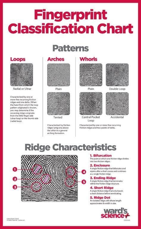 Ward's® Fingerprint Classification Chart